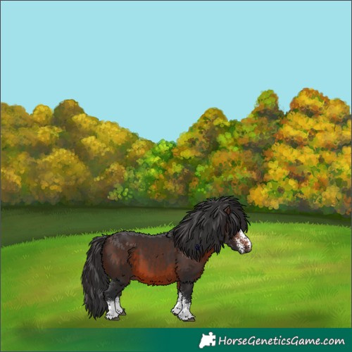 Horse Color:White Spotted Brown