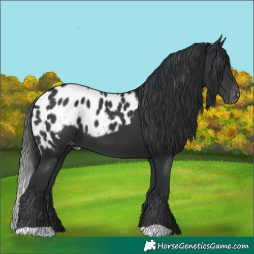 Horse Color:Black Skewed LP Spotted