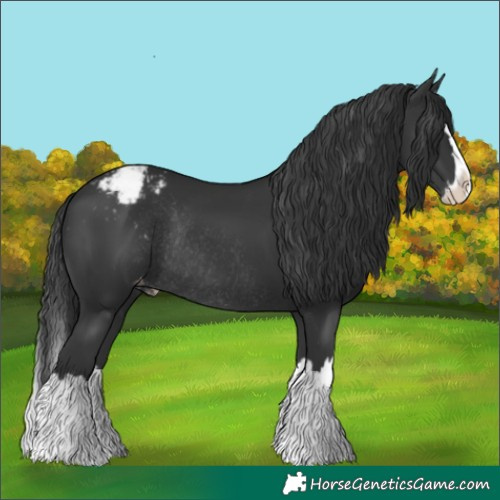 Horse Color:Black Splash Snowcap Rabicano
