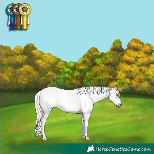 Horse Color:Silver Black Sabino Frame Appaloosa 