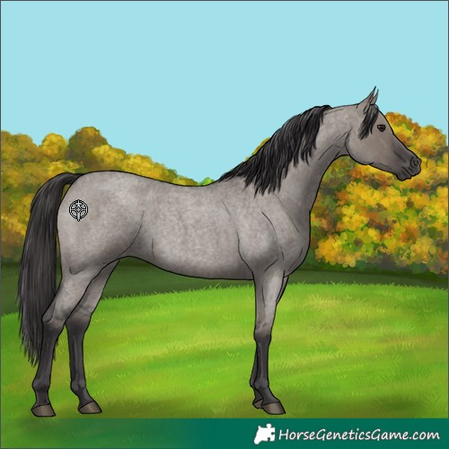 Horse Color:Smoky Grullo Roan 
