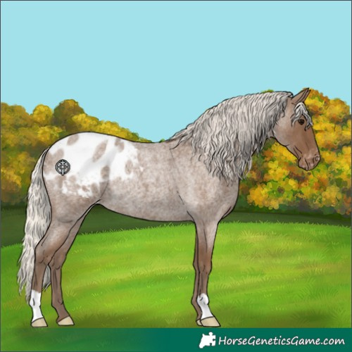 Horse Color:Silver Smoky Blue Roan Appaloosa Rabicano