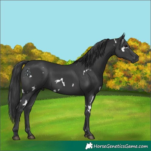 Horse Color:White Spotted Black