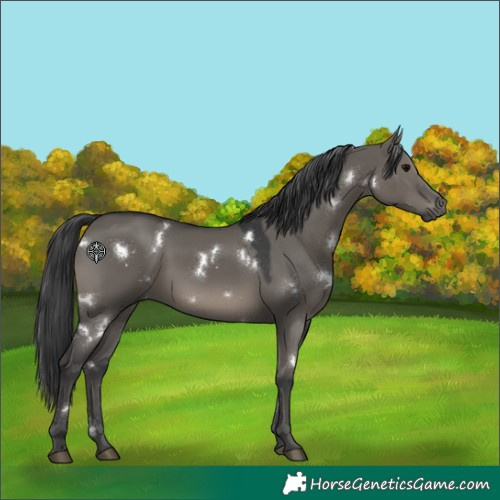 Horse Color:White Spotted Grullo
