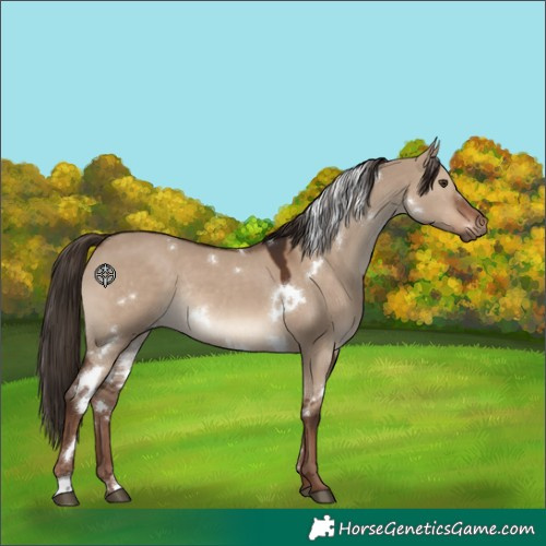 Horse Color:White Spotted Liver Red Dun Rabicano