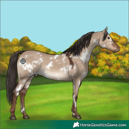 Horse Color:White Spotted Liver Red Dun