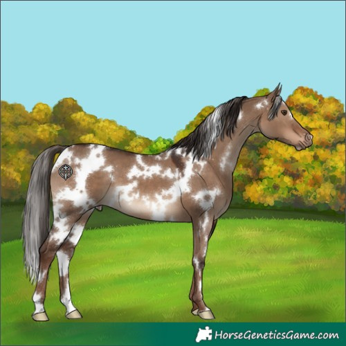Horse Color:White Spotted Liver Red Dun
