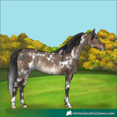 Horse Color:White Spotted Brown Dun Rabicano