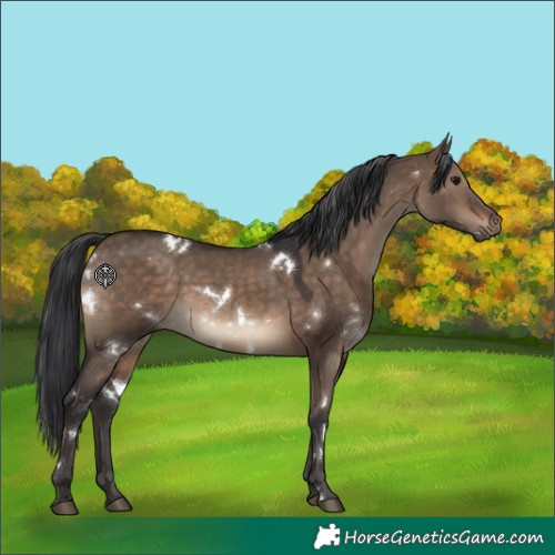 Horse Color:White Spotted Brown Dun 