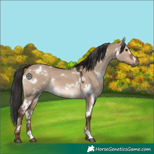 Horse Color:White Spotted Liver Red Dun