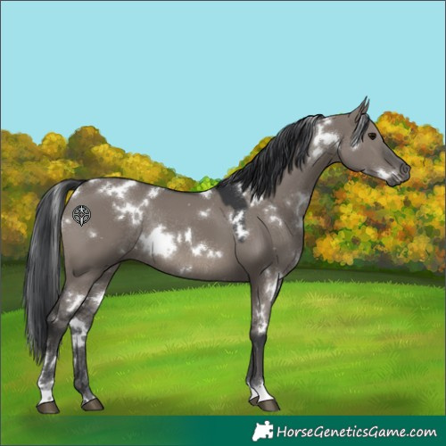Horse Color:White Spotted Grullo Rabicano 