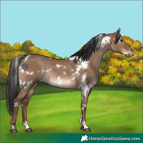 Horse Color:White Spotted Liver Red Dun Rabicano 