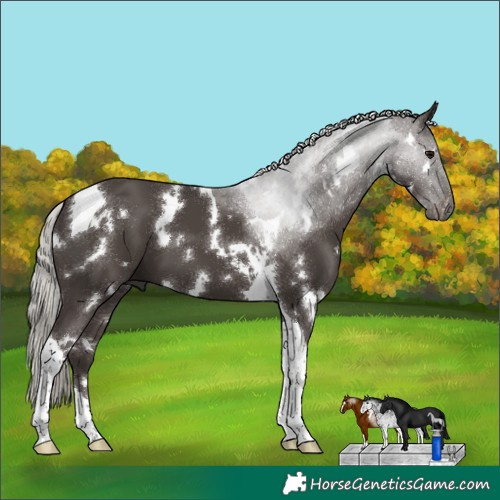 Horse Color:White Spotted Silver Black Tobiano 