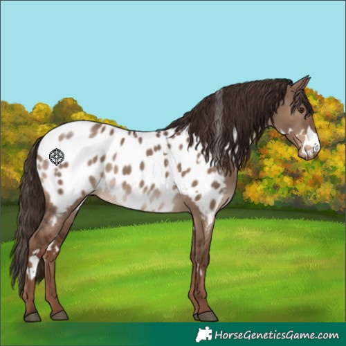 Horse Color:White Spotted Liver Red Dun Near Leopard 