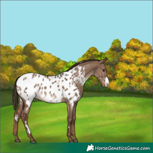 Horse Color:White Spotted Liver Red Dun Appaloosa 