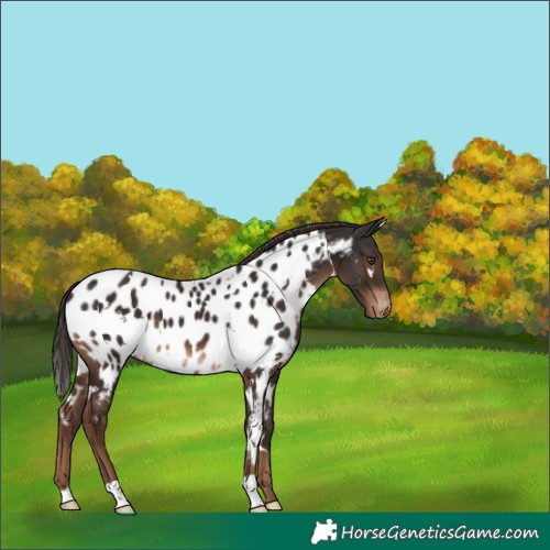 Horse Color:White Spotted Liver Chestnut Appaloosa 