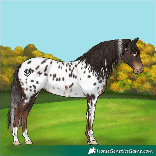 Horse Color:White Spotted Liver Chestnut Near Leopard