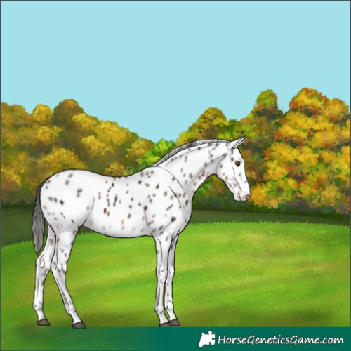 Horse Color:White Spotted Liver Chestnut Ice Appaloosa Rabicano 