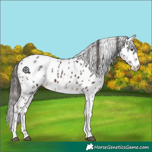 Horse Color:White Spotted Liver Chestnut Ice Leopard Rabicano 