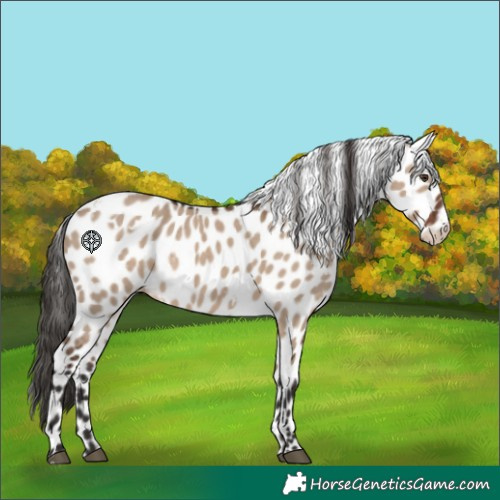 Horse Color:White Spotted Liver Red Dun Appaloosa