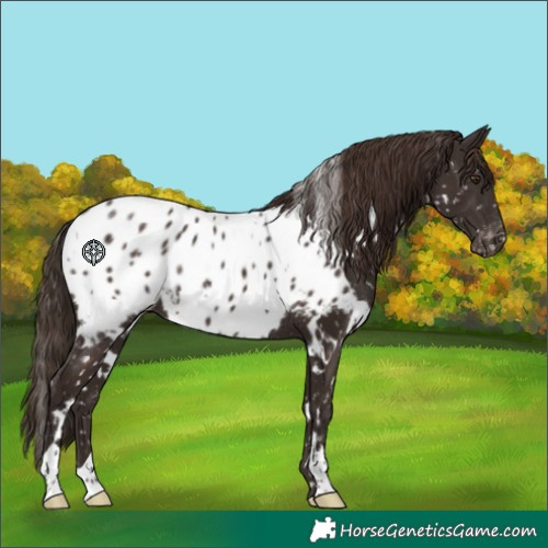 Horse Color:White Spotted Liver Chestnut Near Leopard Rabicano 