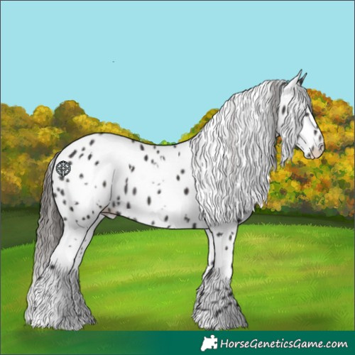 Horse Color:White Spotted Liver Chestnut Appaloosa 