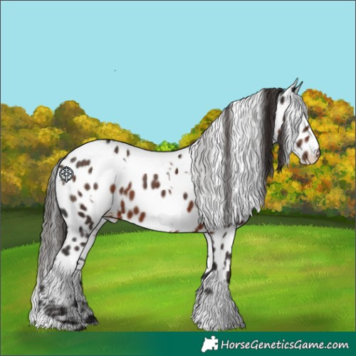 Horse Color:White Spotted Liver Chestnut Appaloosa