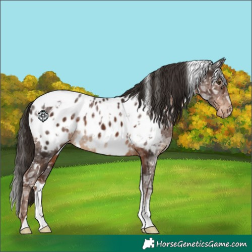 Horse Color:White Spotted Liver Chestnut Ice Appaloosa