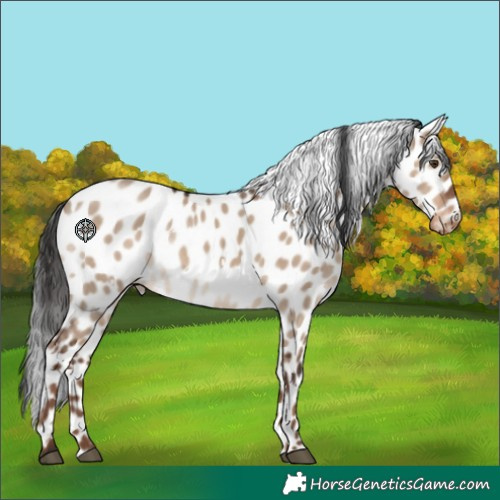 Horse Color:White Spotted Liver Red Dun Appaloosa Rabicano