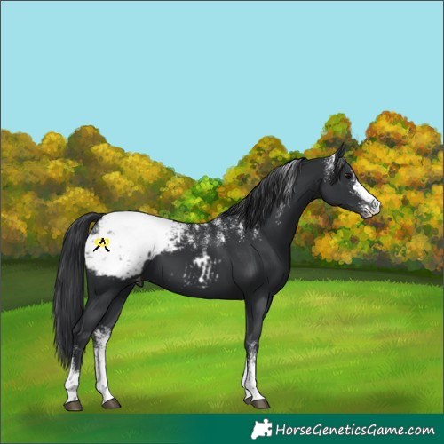 Horse Color:Powder White Black Sabino Appaloosa 