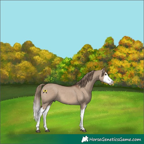 Horse Color:Liver Red Dun Splash
