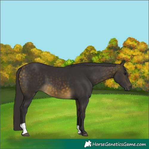 Horse Color:Buckskin 