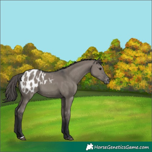 Horse Color:Grullo Appaloosa 