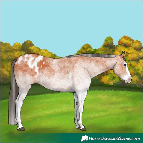 Horse Color:White Spotted Bay Splash and White Spotted Bay Splash Blanket