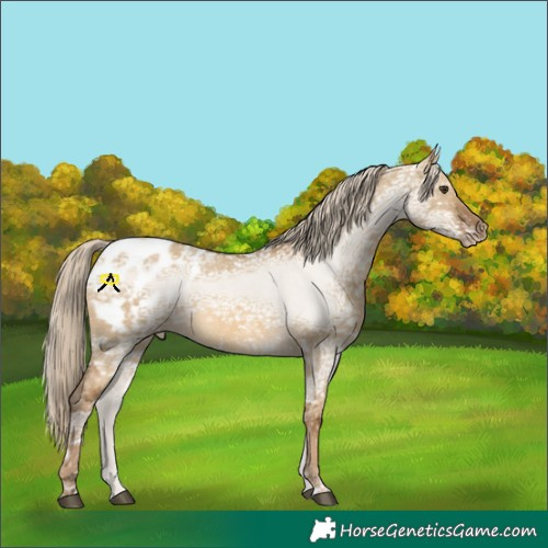Horse Color:Chocolate Palomino Ice Dun Appaloosa 