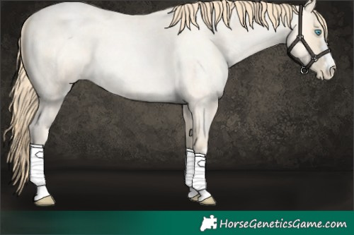 Horse Color:Buckskin Roan Pearl  and Buckskin Roan Pearl 