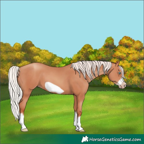 Horse Color:Silver Sable Champagne Splash Frame