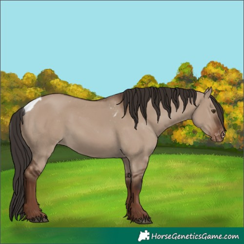 Horse Color:Liver Red Dun Skewed Appaloosa 