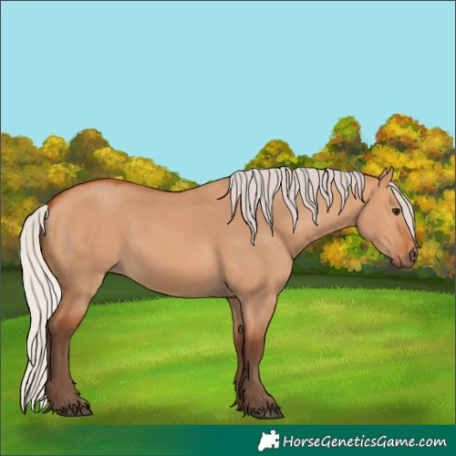 Horse Color:Silver Bay Dun