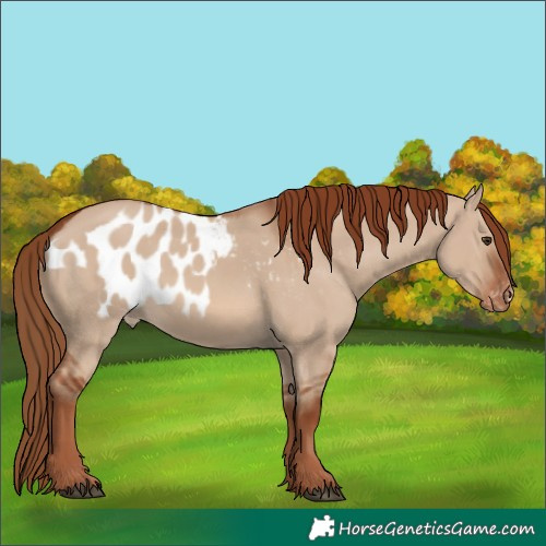 Horse Color:Red Dun Skewed LP Spotted 