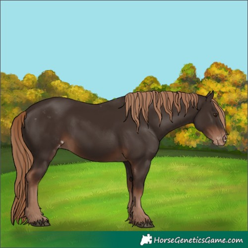 Horse Color:Liver Chestnut Skewed Appaloosa 