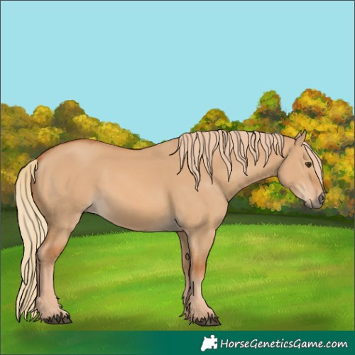 Horse Color:Red Dun 