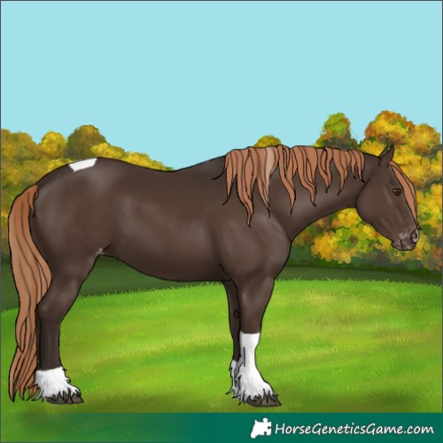 Horse Color:Liver Chestnut Tobiano Skewed LP Spotted