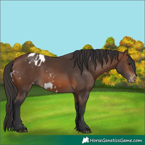 Horse Color:Brown Skewed LP Spotted 