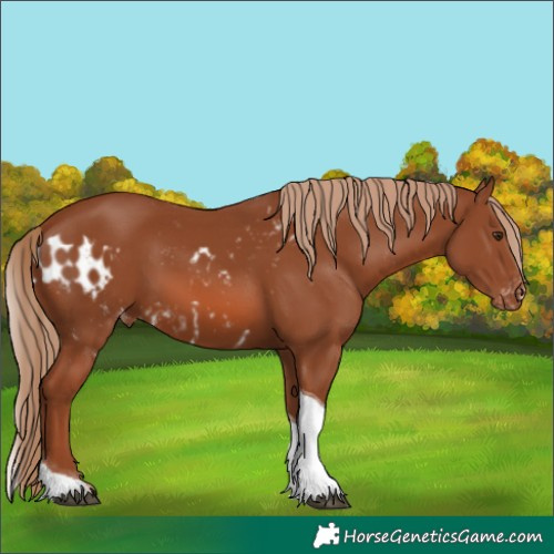 Horse Color:Chestnut Tobiano Skewed LP Spotted