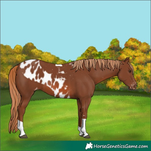 Horse Color:Chestnut Tobiano Skewed Appaloosa