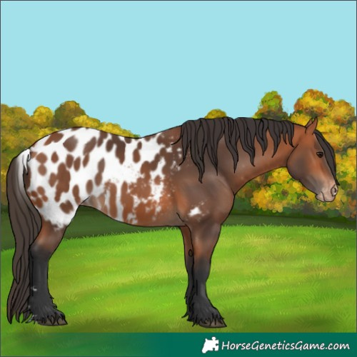 Horse Color:Bay Skewed LP Spotted 