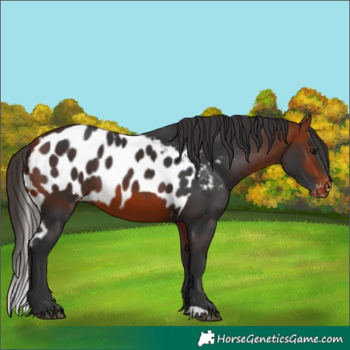 Horse Color:Bay Skewed LP Spotted