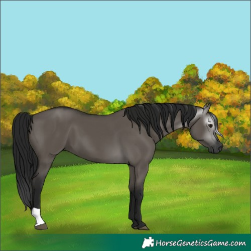 Horse Color:Gray Grullo 