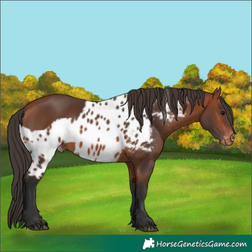 Horse Color:Bay Skewed LP Spotted 